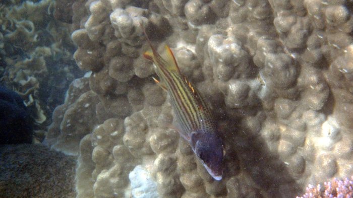 Neoniphon sammara