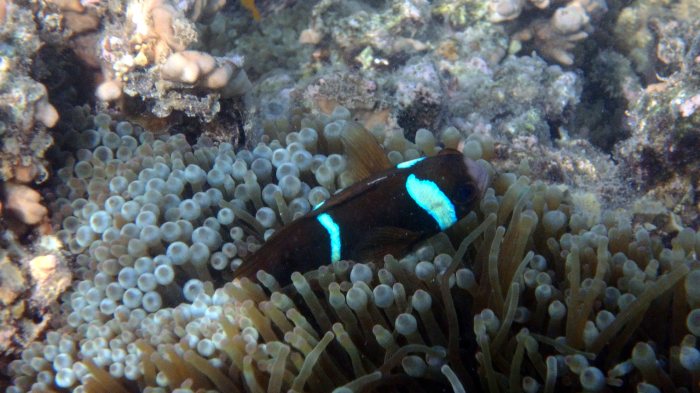 Amphiprion akindynos