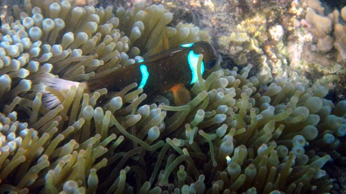 Amphiprion akindynos