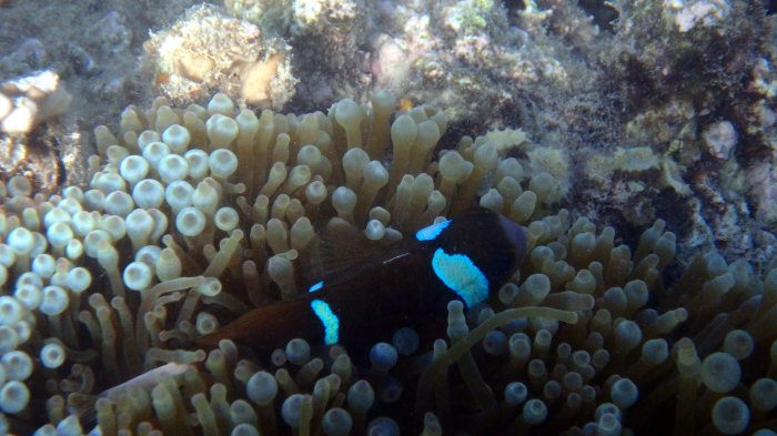 Amphiprion akindynos