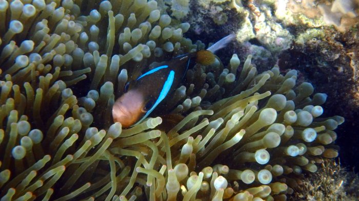 Amphiprion akindynos