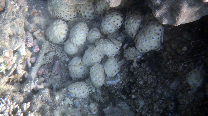 Corail dur