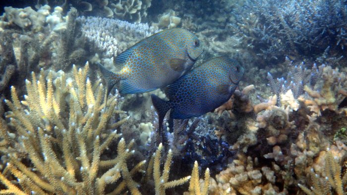 Siganus punctatus