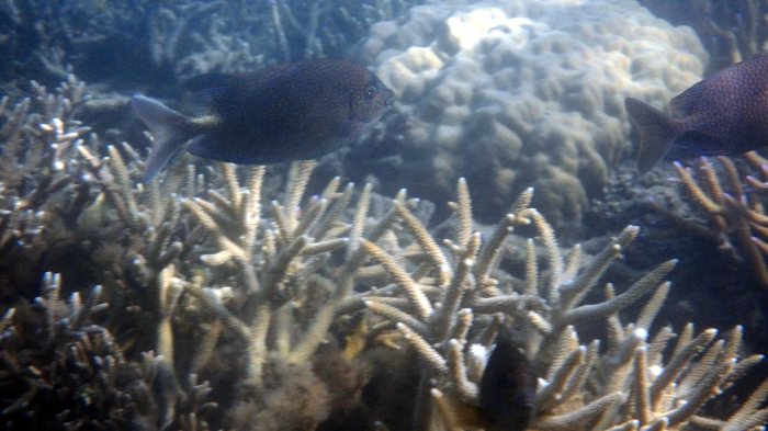 Siganus punctatus