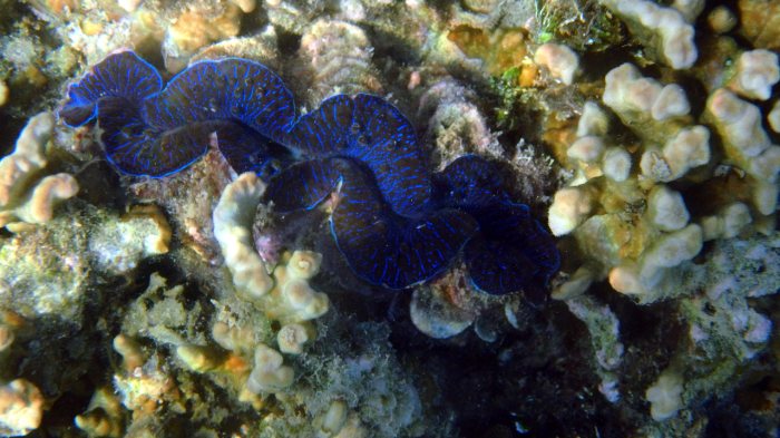 Bénitier