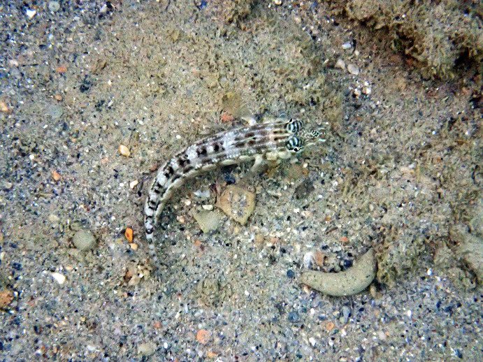 Parapercis australis