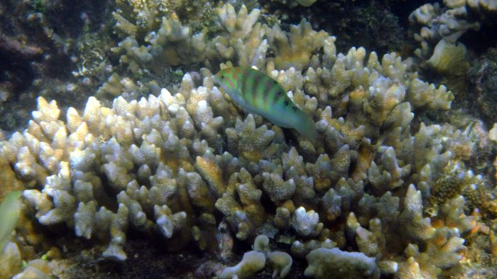 Thalassoma hardwicke