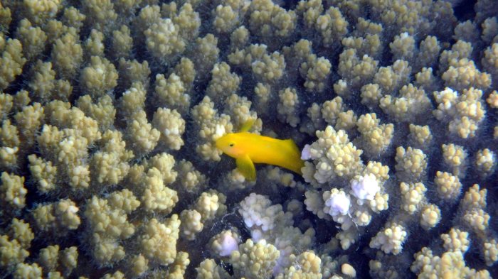 Gobiodon okinawae