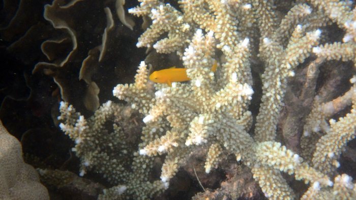 Gobiodon okinawae