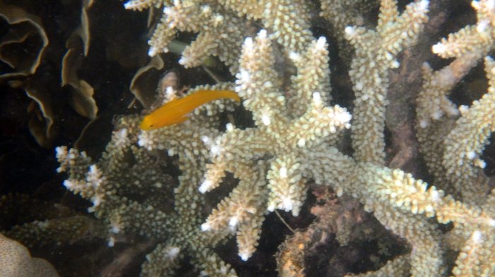 Gobiodon okinawae
