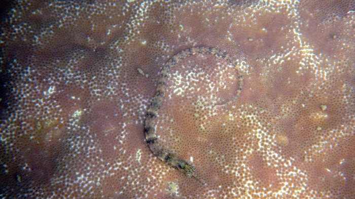 Corythoichthys haematopterus