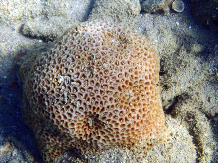 Corail dur