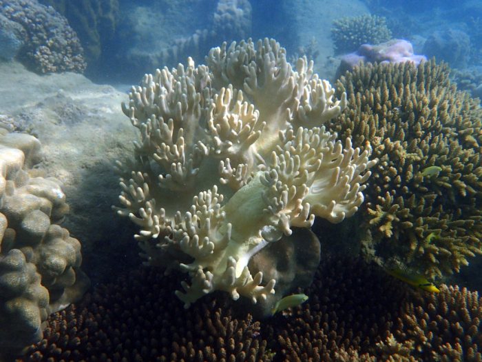 Corail dur