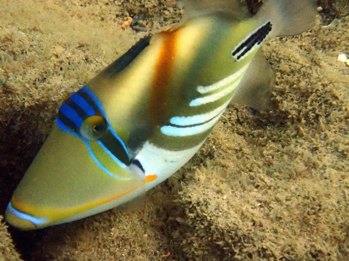 Rhinecanthus aculeatus