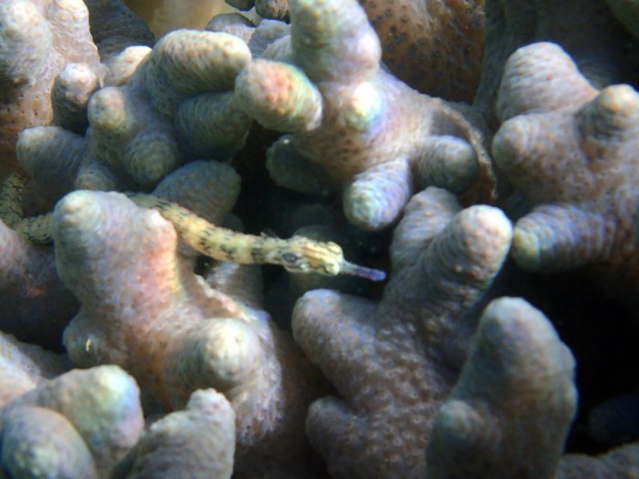 Corythoichthys haematopterus