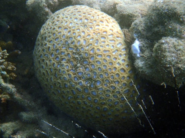 Corail dur