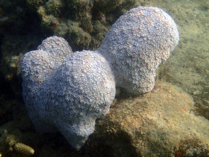 Corail dur