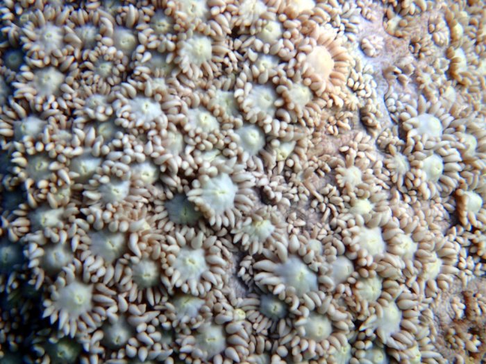 Corail dur