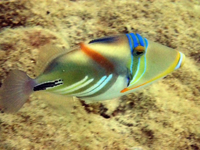Rhinecanthus aculeatus
