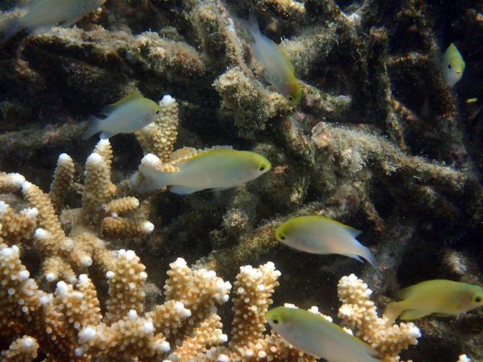 Pomacentrus aurifrons