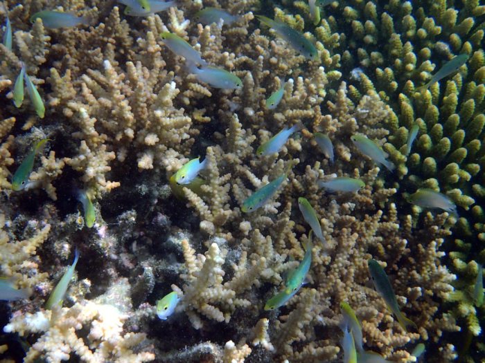 Chromis viridis