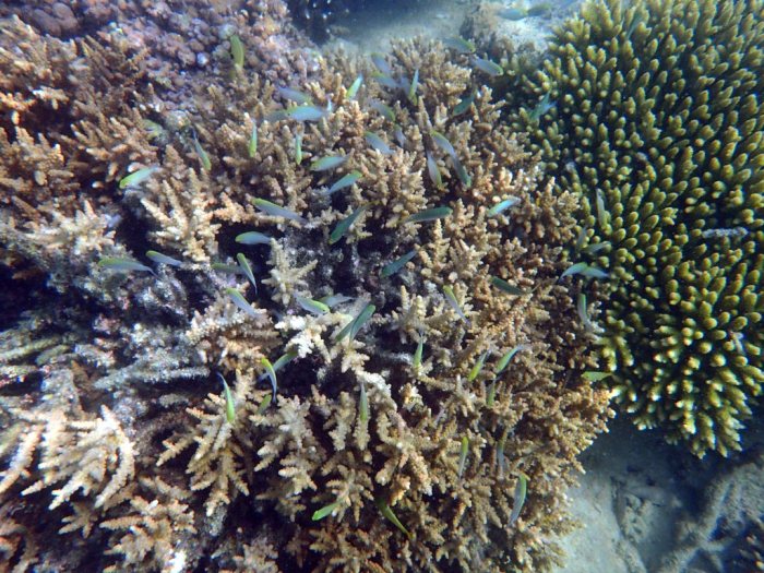Chromis viridis
