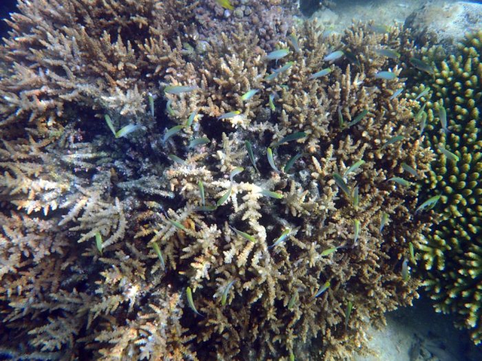 Chromis viridis