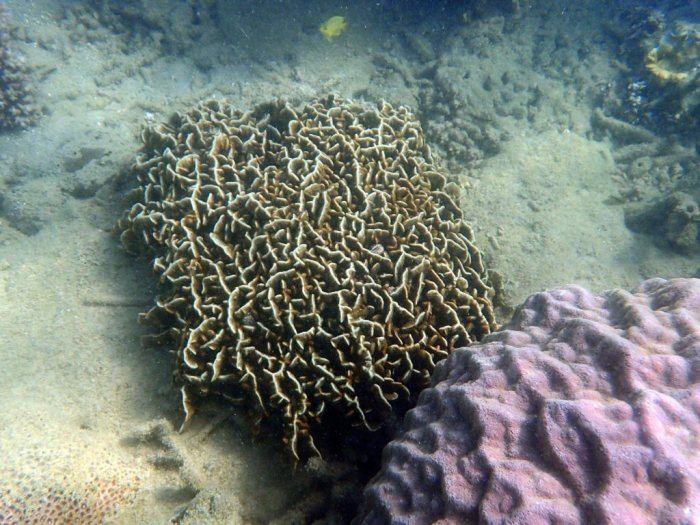 Corail dur