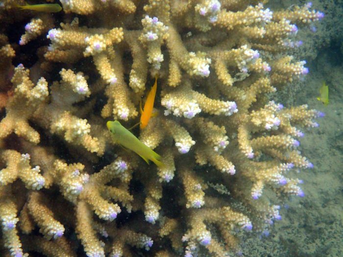 Gobiodon okinawae