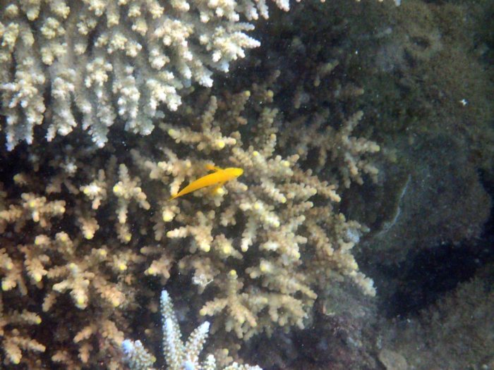 Gobiodon okinawae
