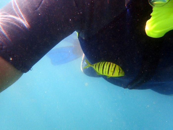 Gnathanodon speciosus