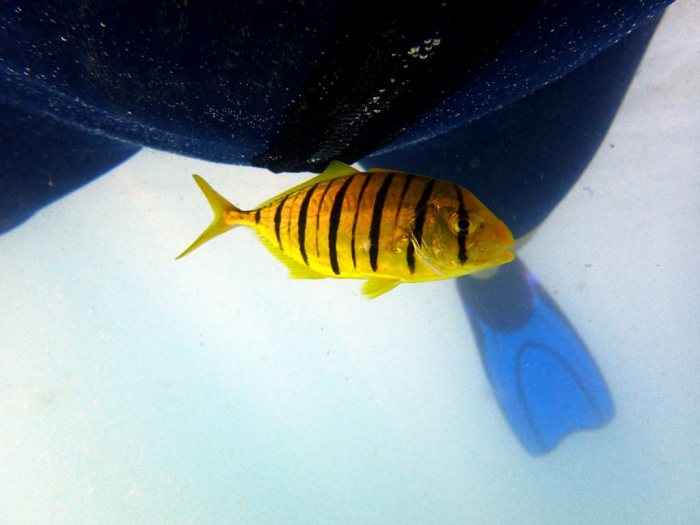 Gnathanodon speciosus