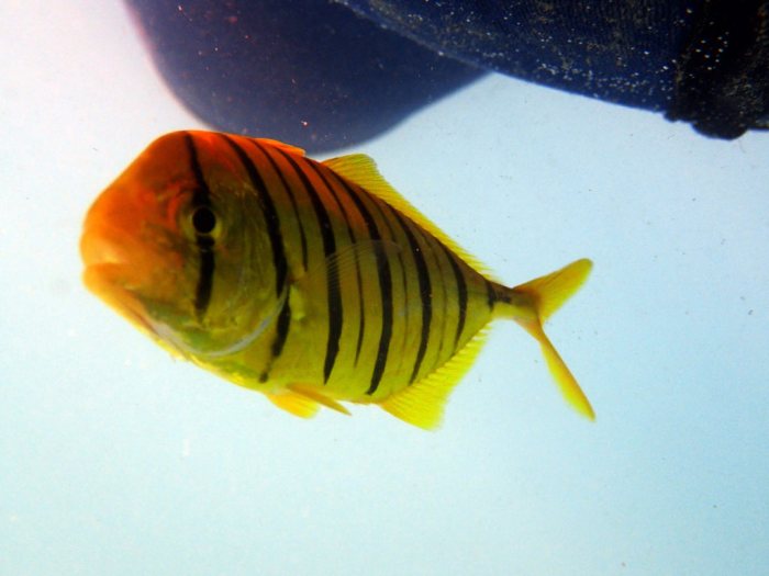 Gnathanodon speciosus