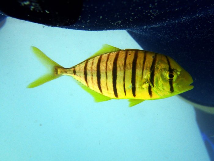 Gnathanodon speciosus