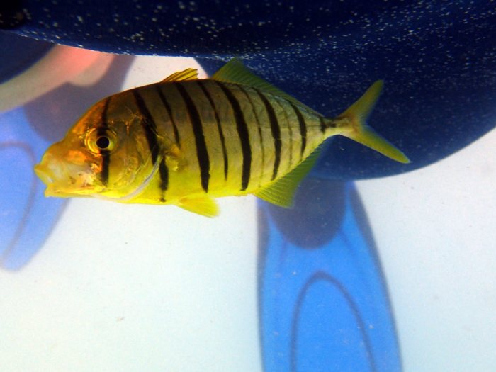 Gnathanodon speciosus