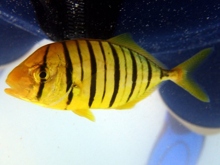 Gnathanodon speciosus
