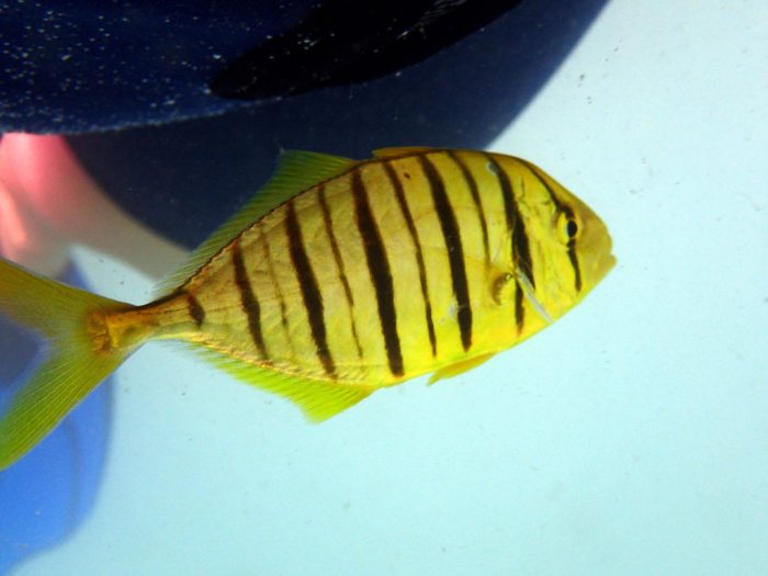 Gnathanodon speciosus