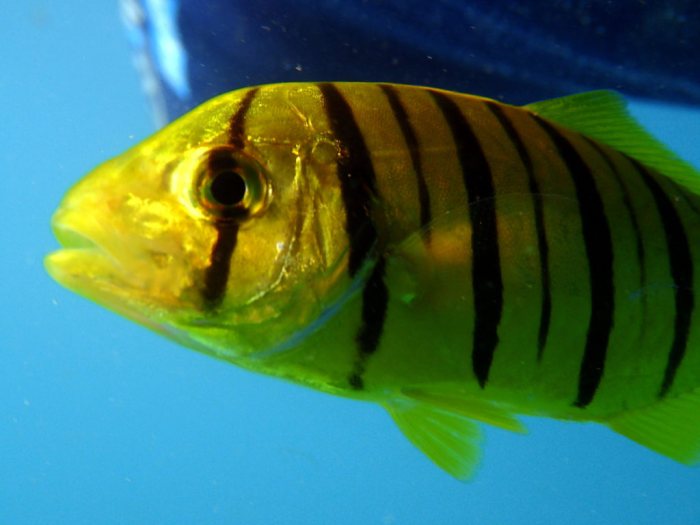 Gnathanodon speciosus