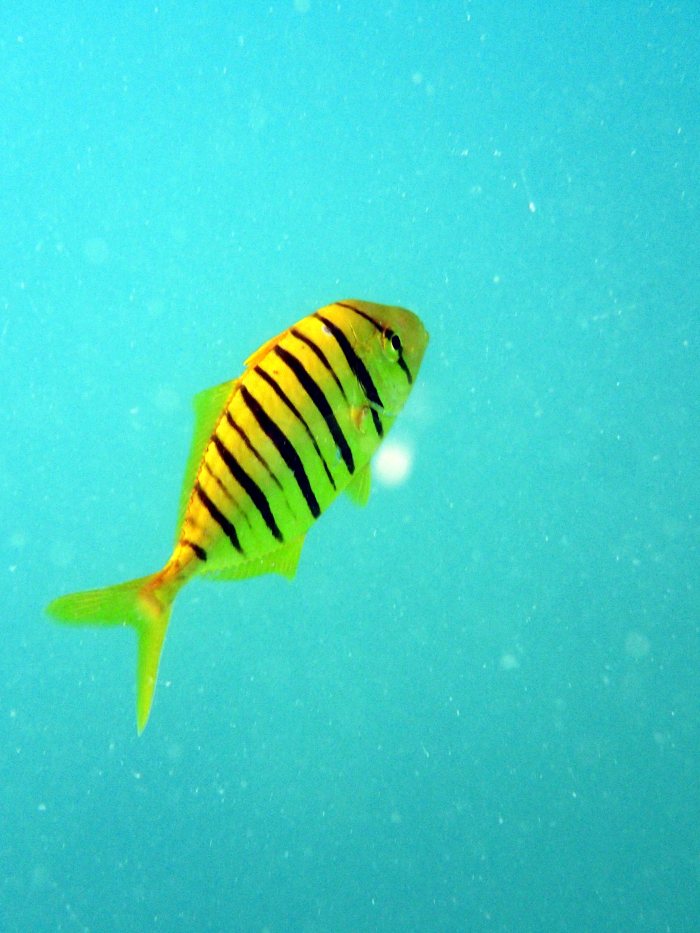Gnathanodon speciosus