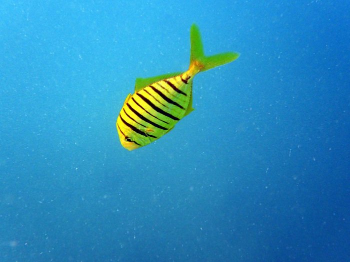 Gnathanodon speciosus