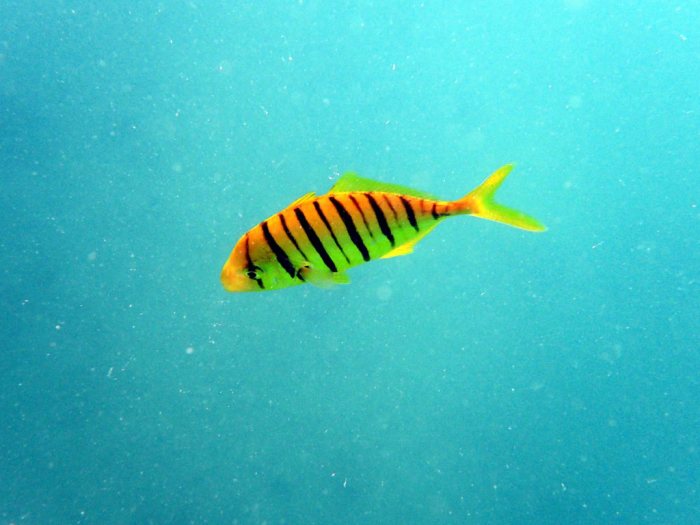 Gnathanodon speciosus