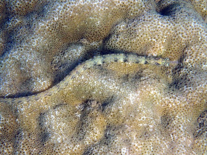 Corythoichthys haematopterus