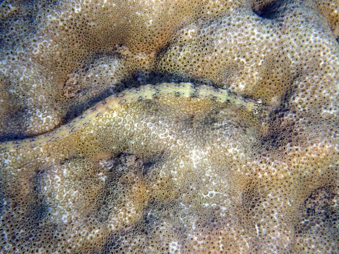 Corythoichthys haematopterus