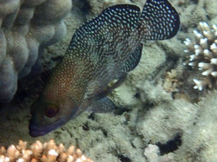 Epinephelus ongus