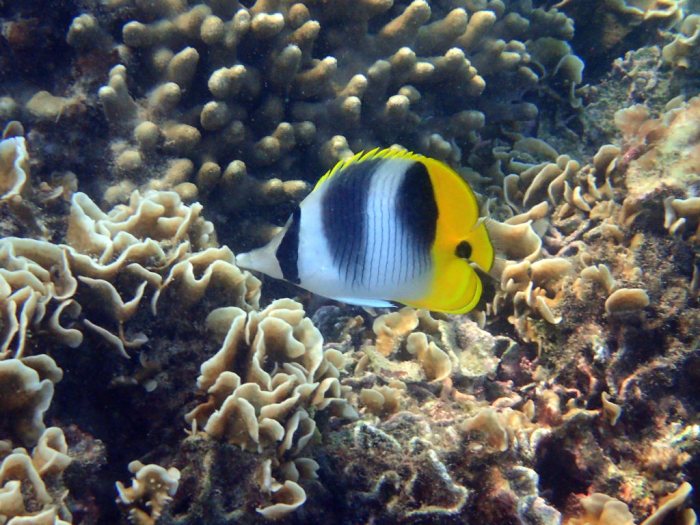 Chaetodon ulietensis