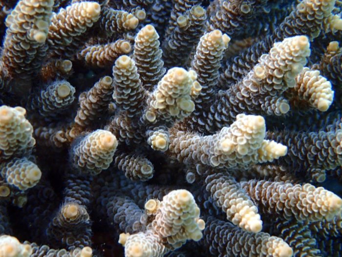 Corail dur