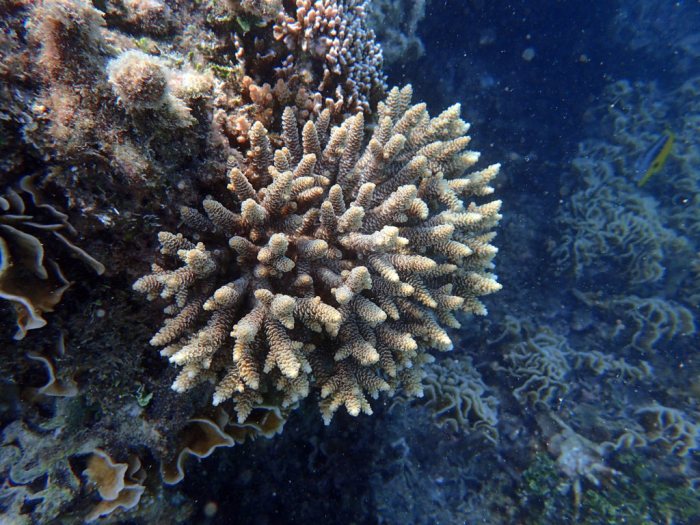 Corail dur
