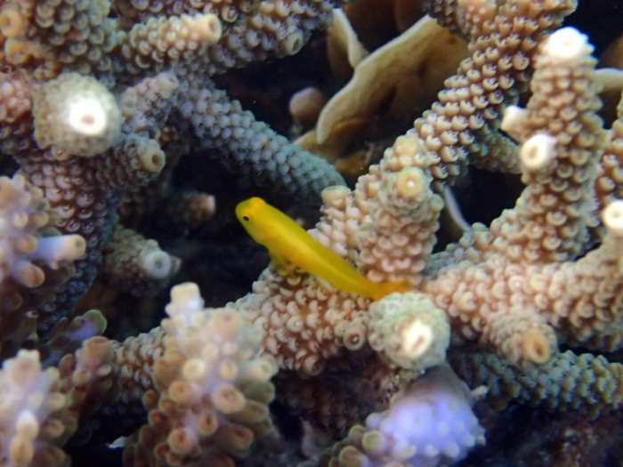 Gobiodon okinawae