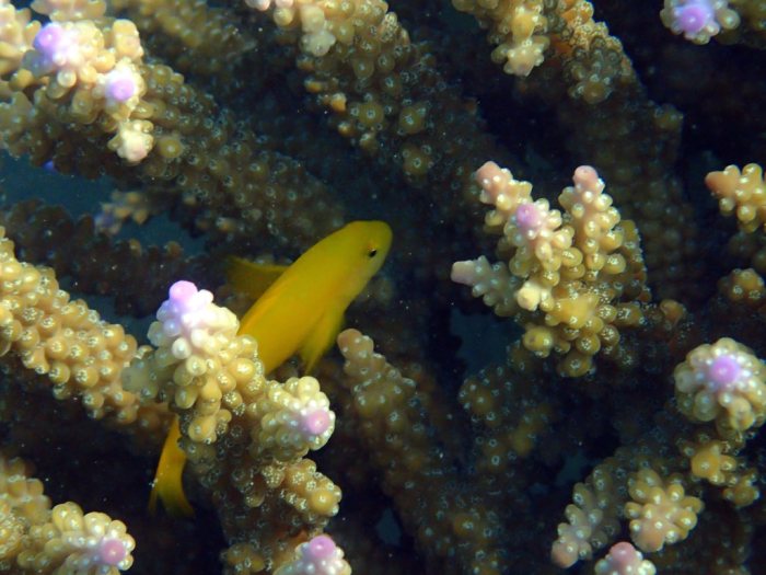 Gobiodon okinawae