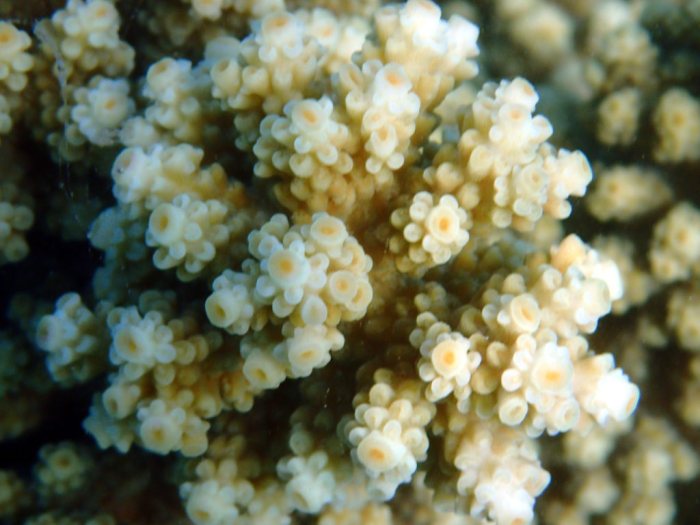 Corail dur